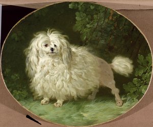 Portret pudla